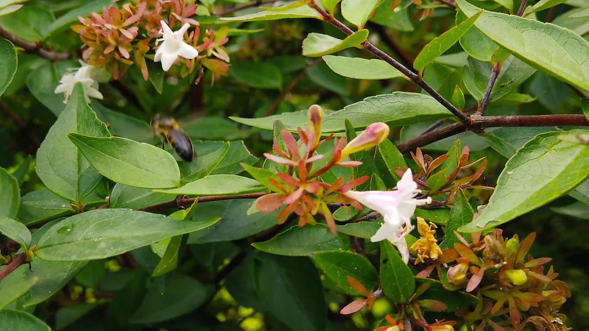 贝利亚花上的蜂蜜9慢动作视频的预览图