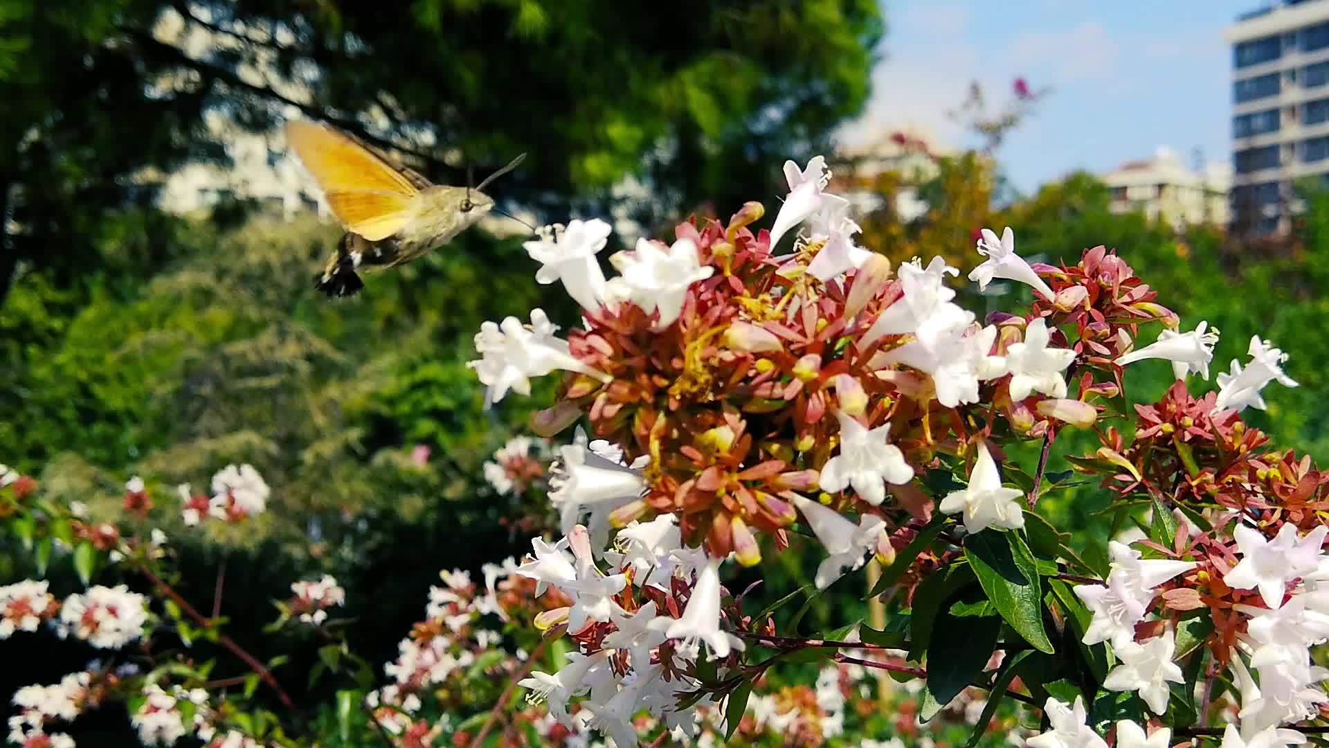 蜂鸟在贝利亚的花朵上慢慢地歌唱视频的预览图