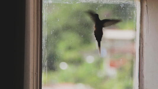 视频概念蜂鸟拼命飞翔寻找出路感受和被封锁的情感视频的预览图