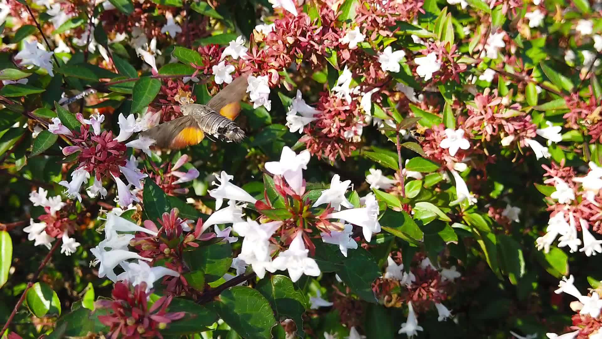 蜂鸟鹰在贝利亚花朵上慢动作02视频的预览图