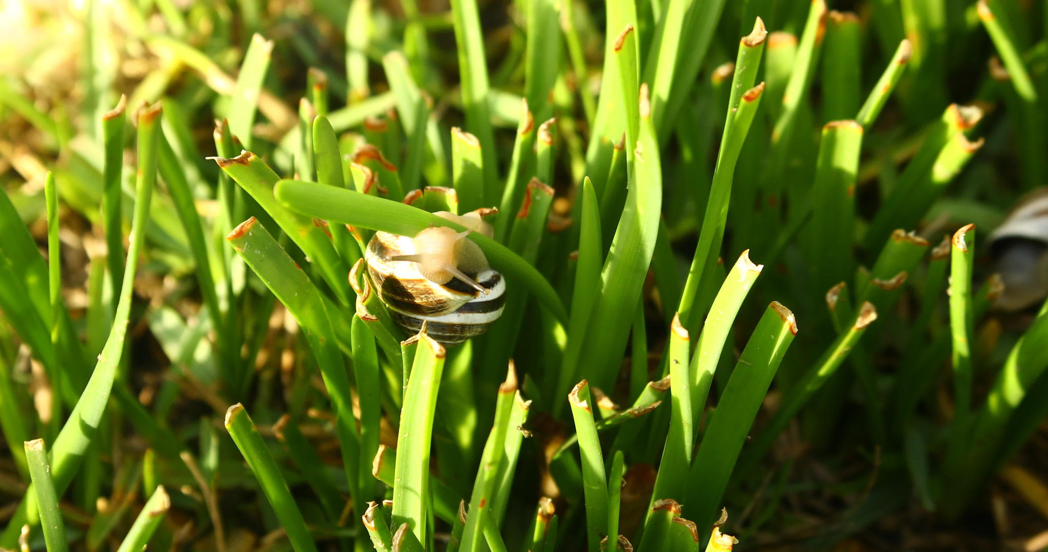 在草地上吃蜗牛视频的预览图