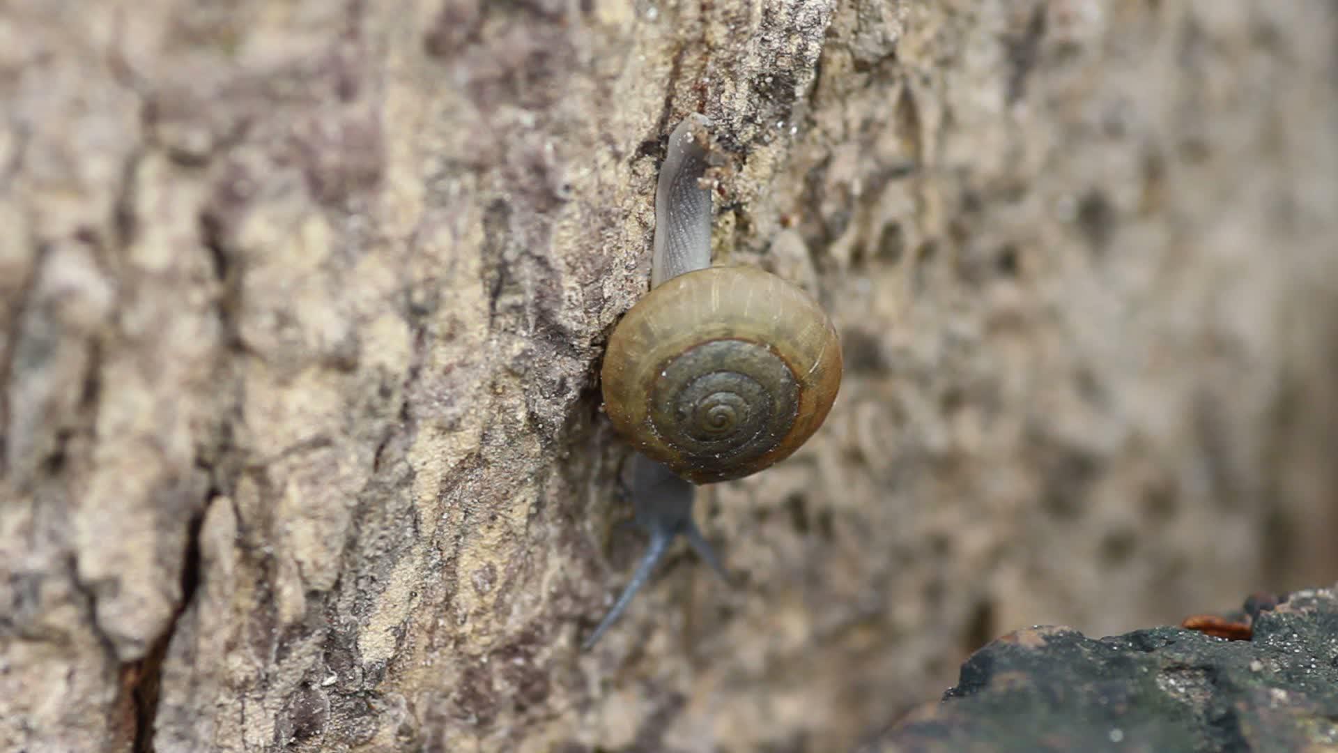 蜗牛树视频的预览图