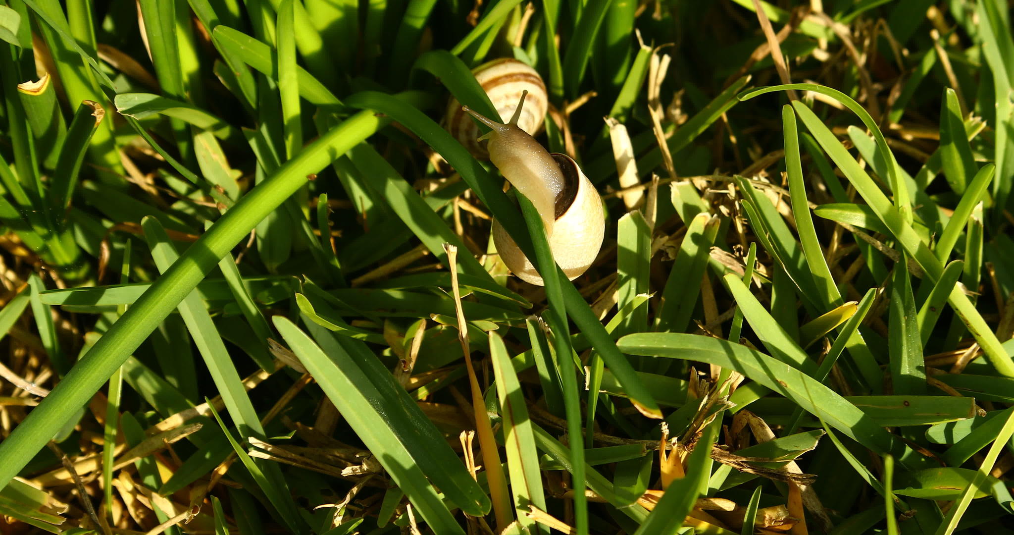 草中的蜗牛视频的预览图