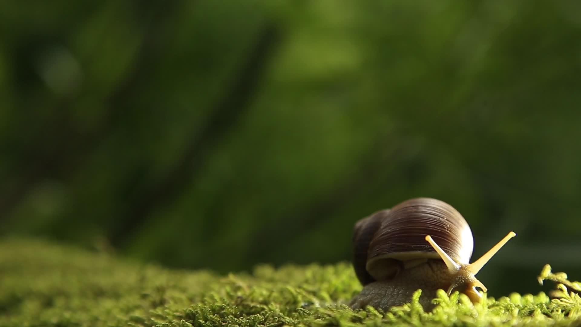 苔藓上的葡萄蜗牛慢慢地转过头来视频的预览图
