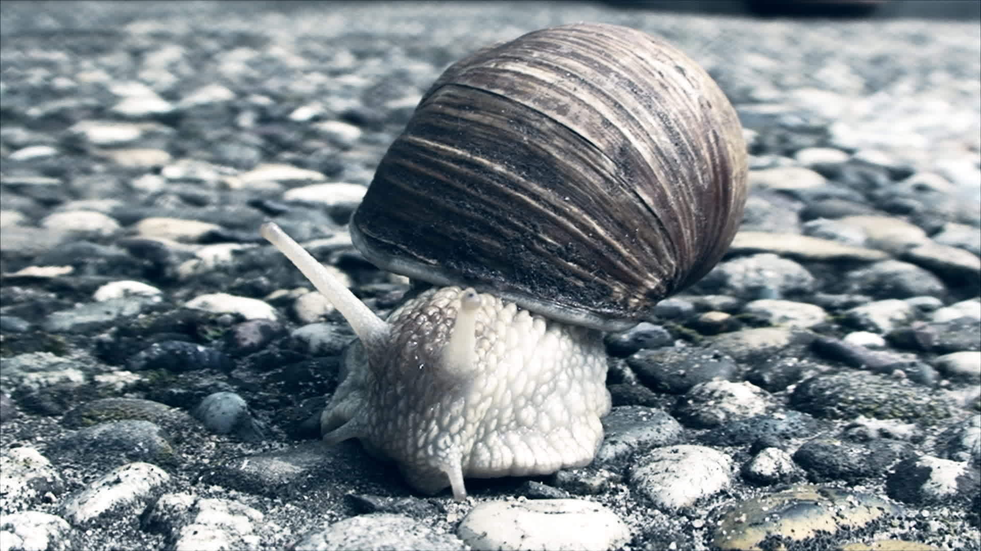 蜗牛在混凝土人行道上爬行视频的预览图
