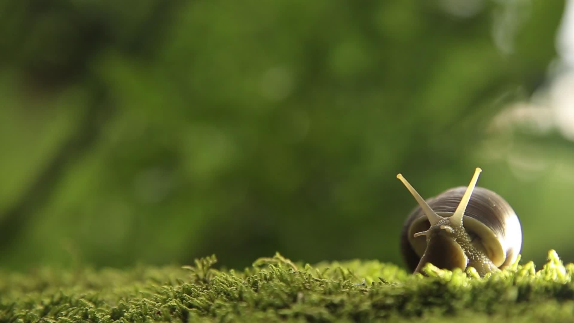 菜园里的蜗牛慢慢地在绿色的苔藓上转过头来视频的预览图