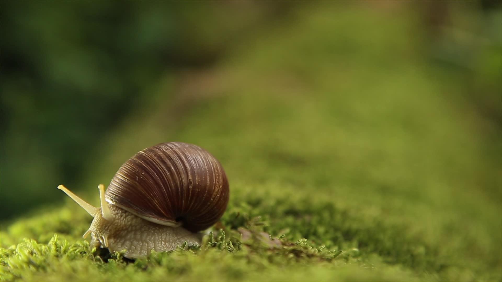 绿草地上的花园蜗牛慢慢地转动头部Hd1920x1080视频的预览图