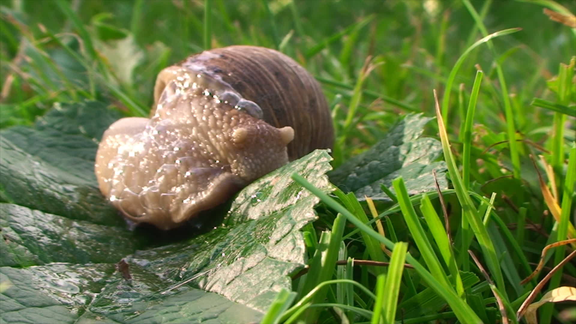 蜗牛转身爬在草地上视频的预览图