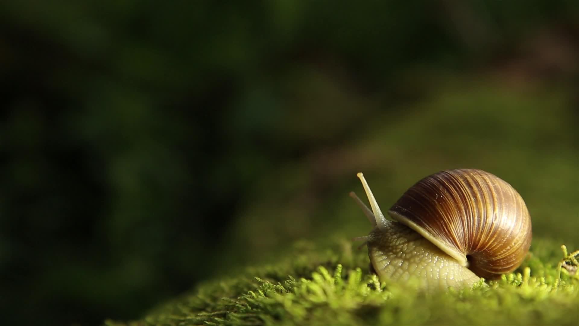 菜园里的蜗牛慢慢地在绿色的苔藓上转过头来视频的预览图