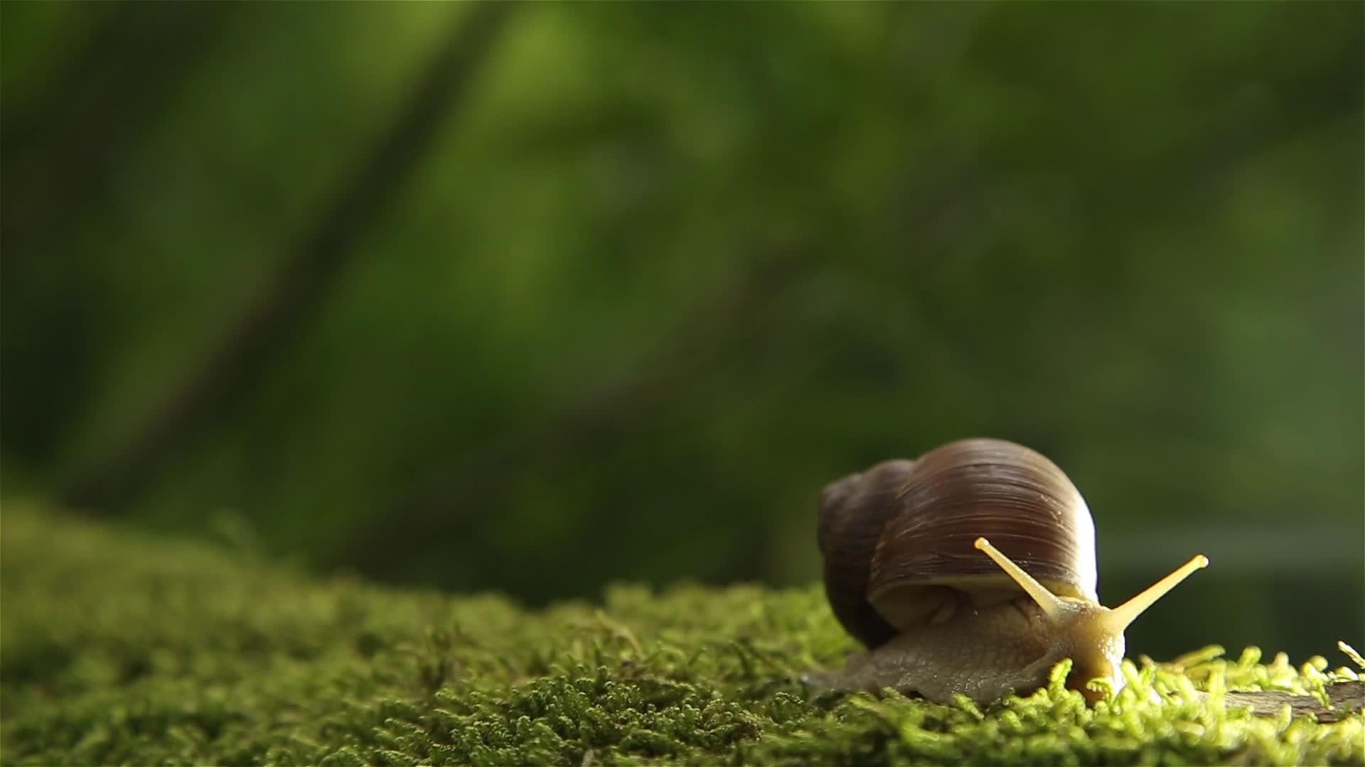 树上的葡萄蜗牛慢慢地转过头来视频的预览图