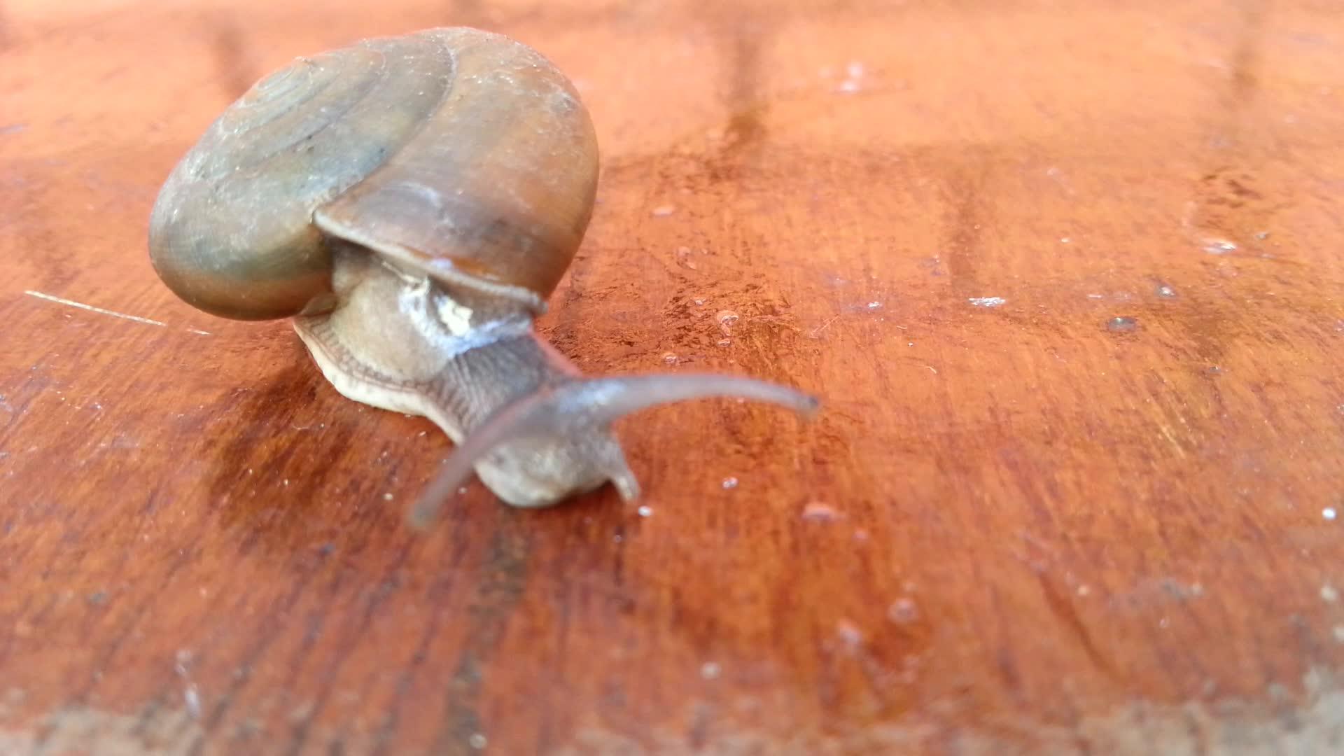 蜗牛视频的预览图