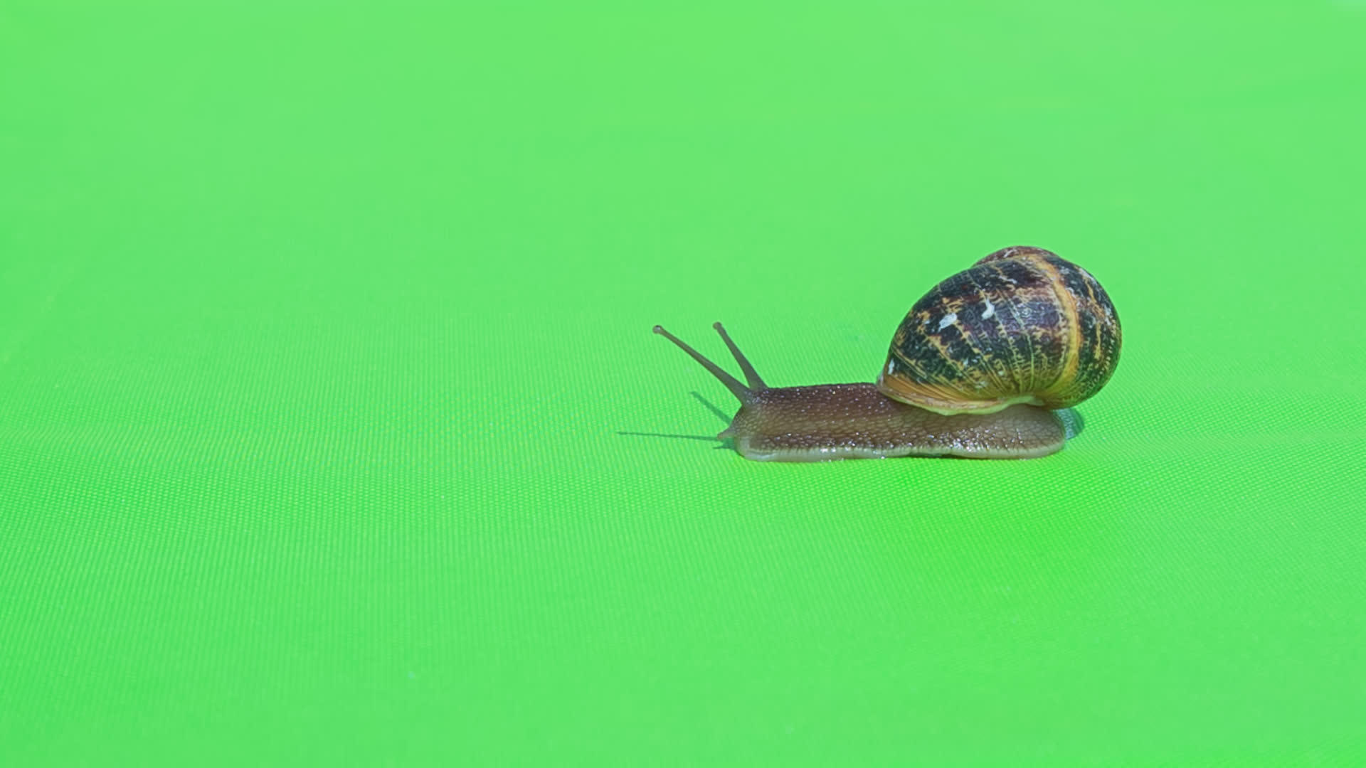 绿色屏幕上的真蜗牛1视频的预览图