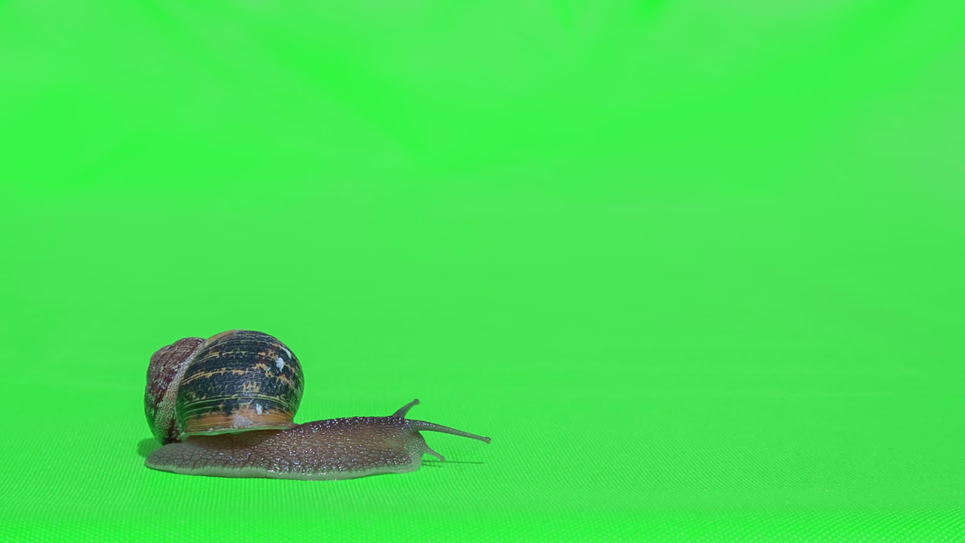 实际分离的蜗牛视频的预览图