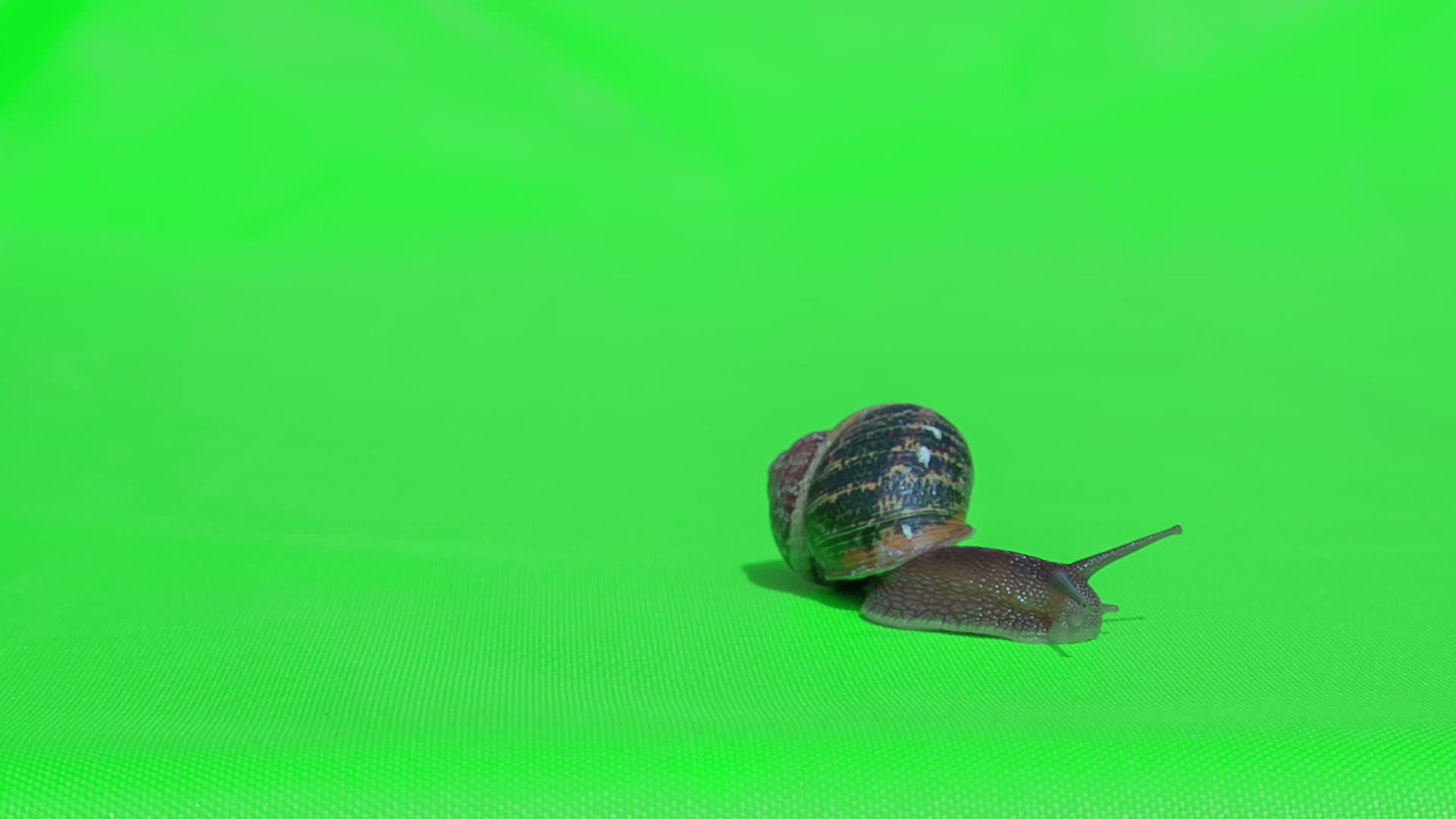 实际分离的蜗牛视频的预览图