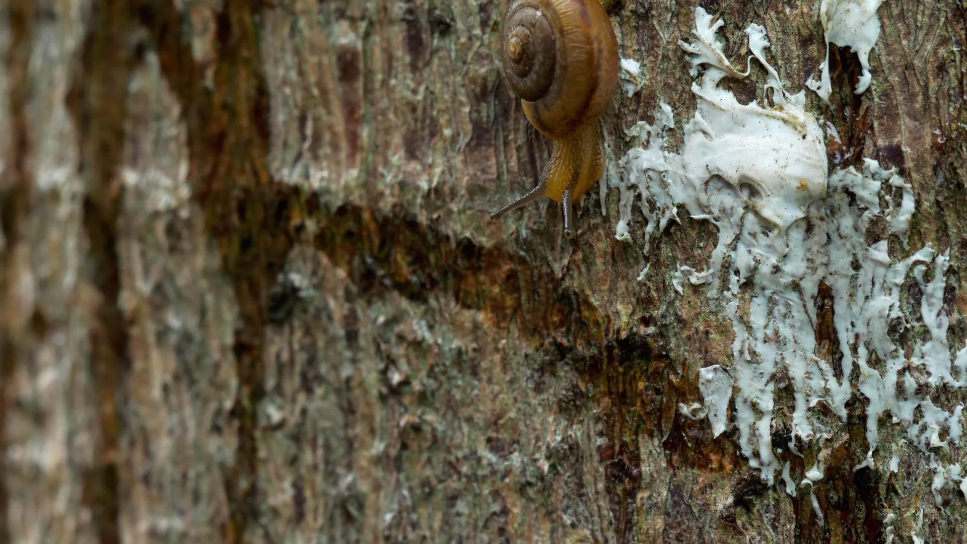 花园蜗牛爬宏观视频的预览图