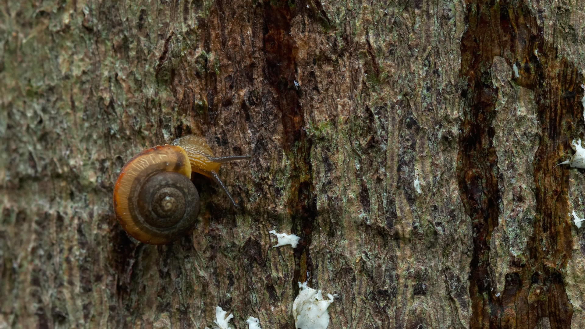 花园蜗牛爬宏观视频的预览图