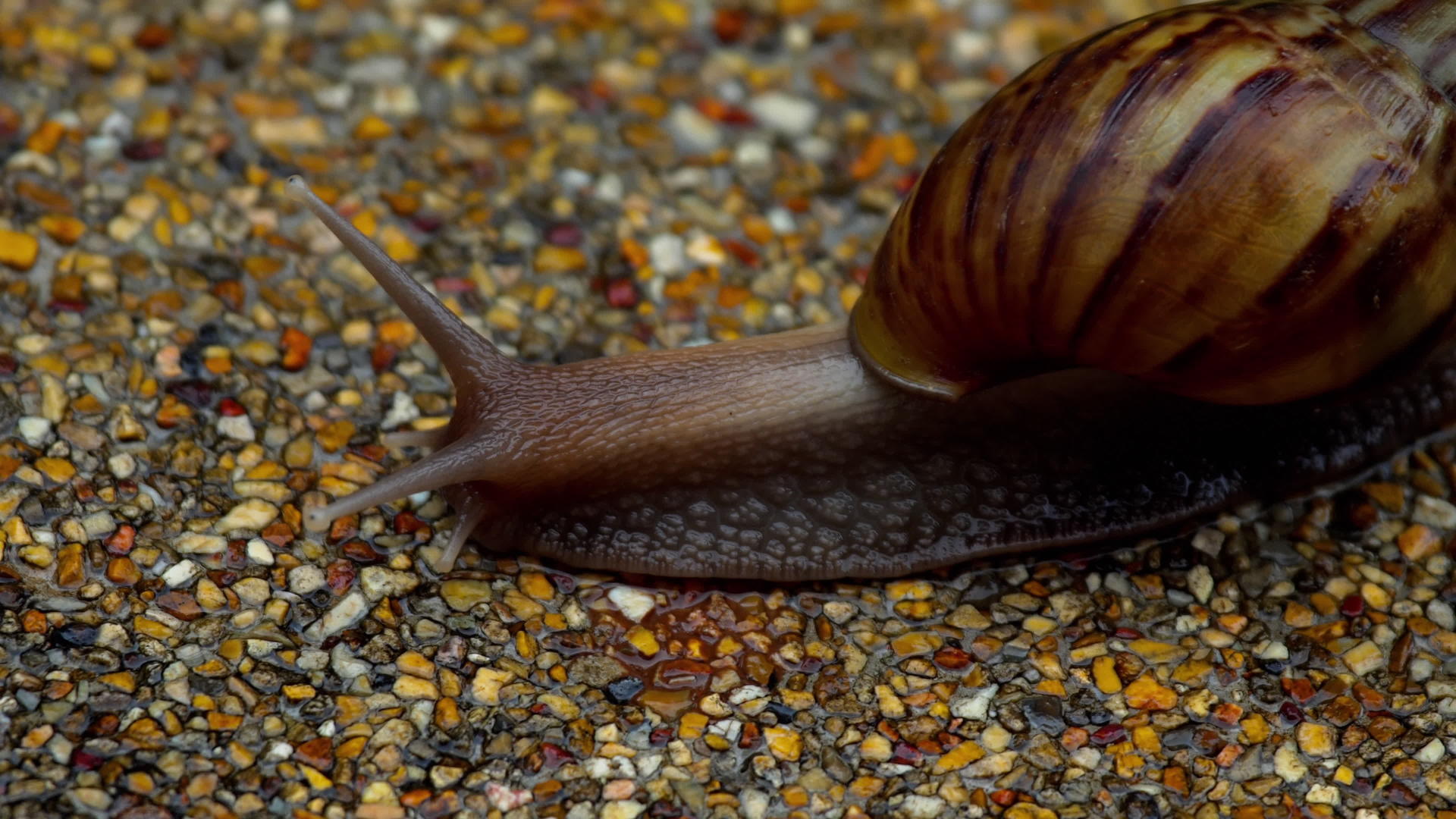 花园蜗牛爬在人行道上视频的预览图