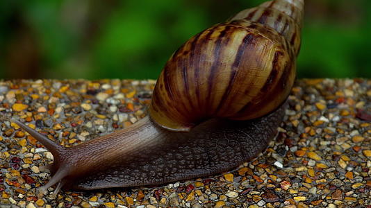花园蜗牛爬在人行道上视频的预览图