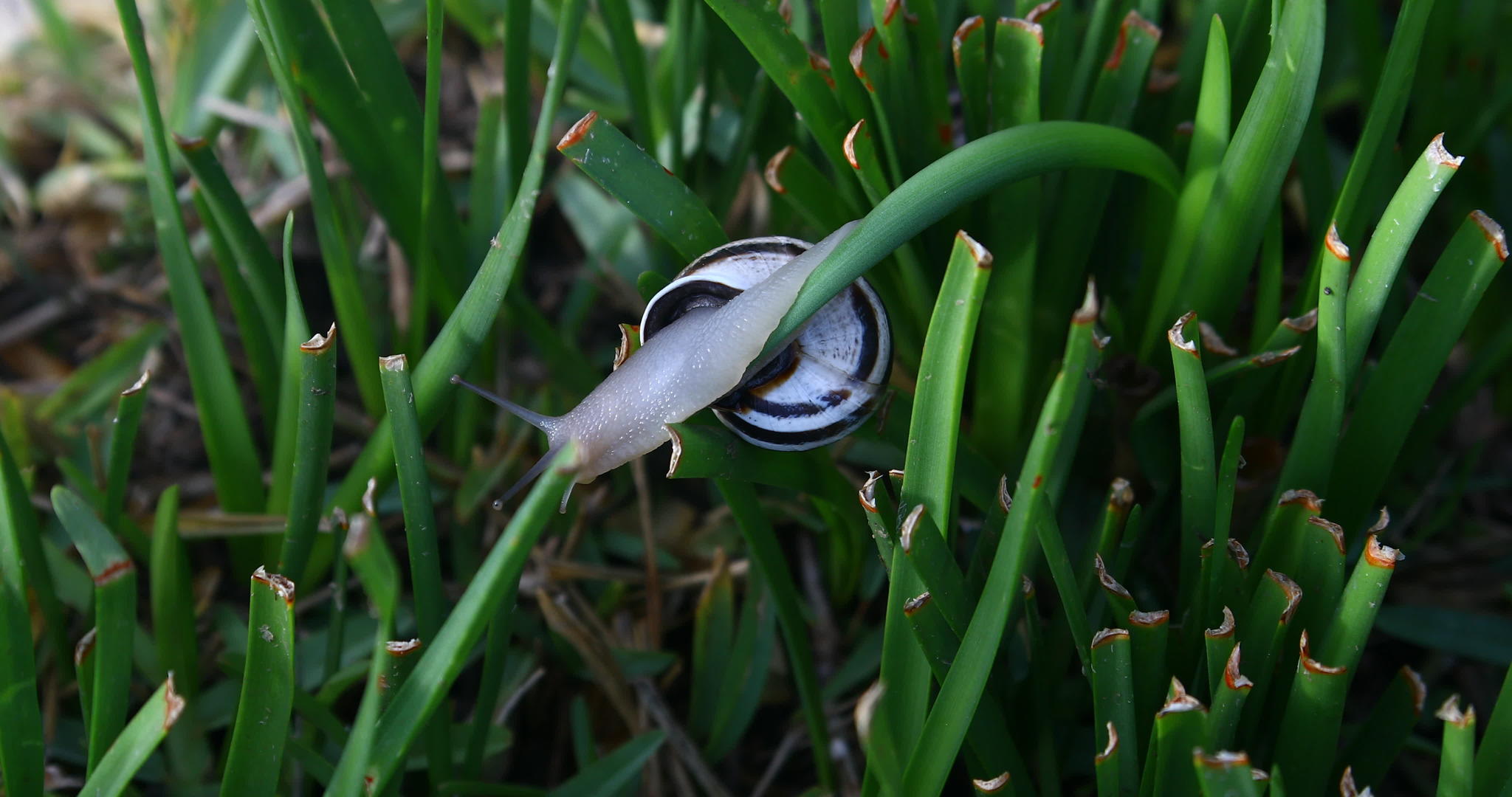 蜗牛在草地上爬行视频的预览图