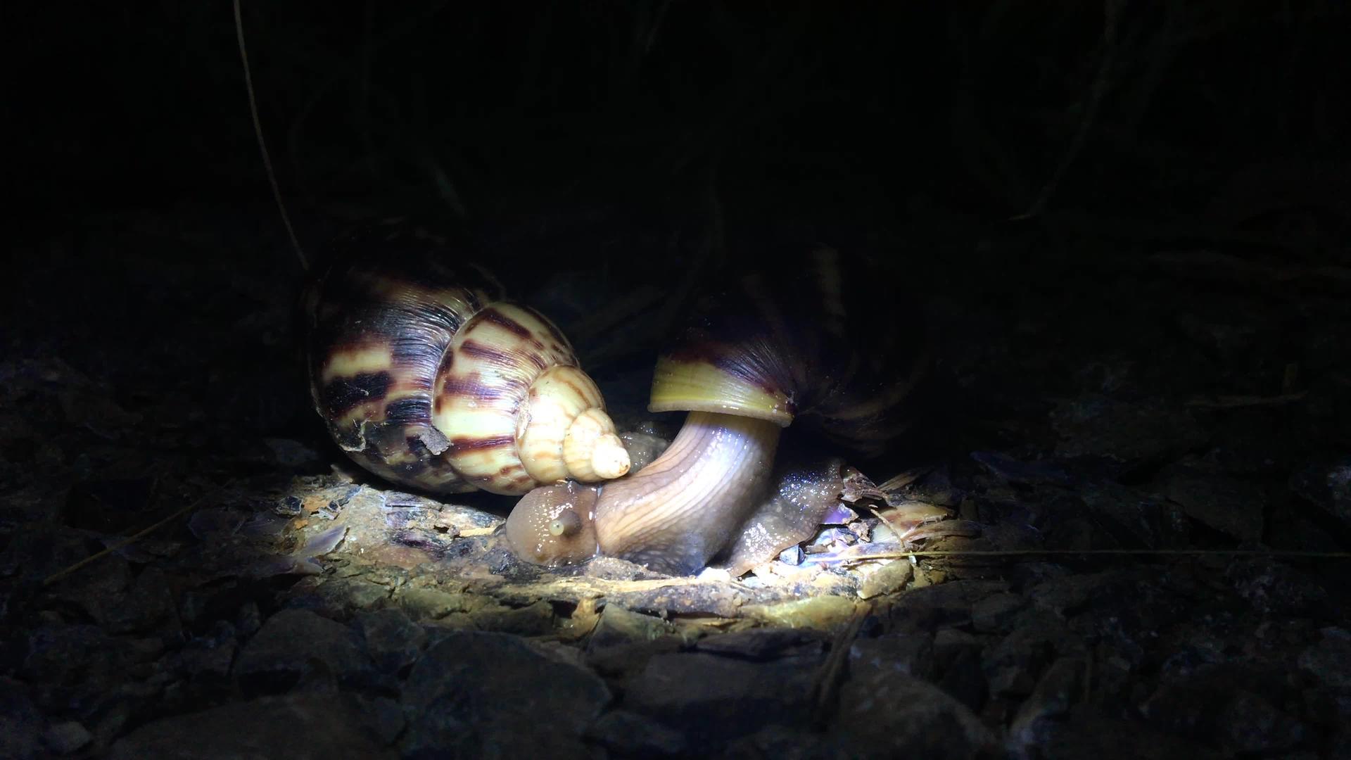 蜗牛在繁殖视频的预览图