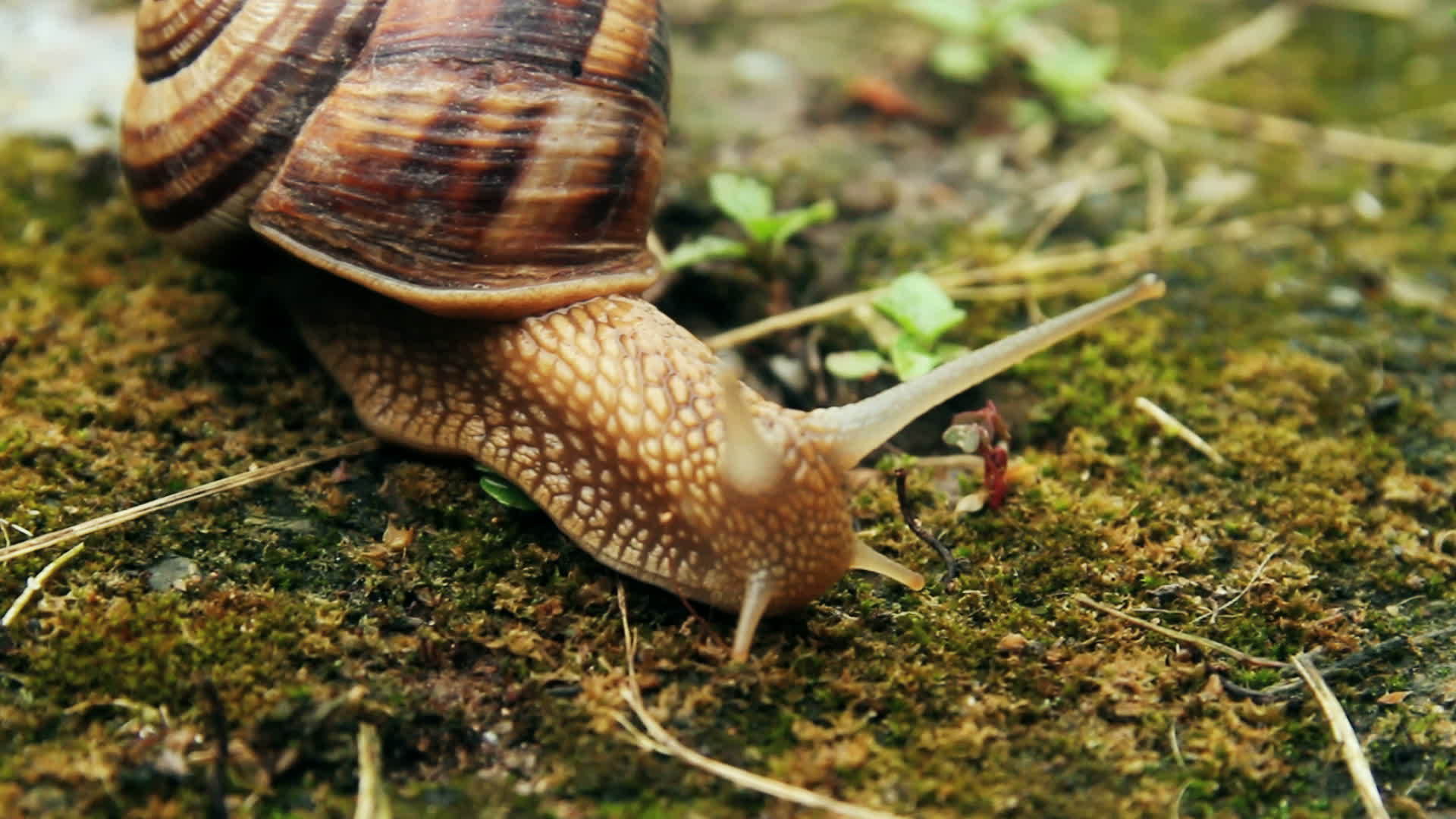 关闭草丛中的蜗牛hd视频的预览图