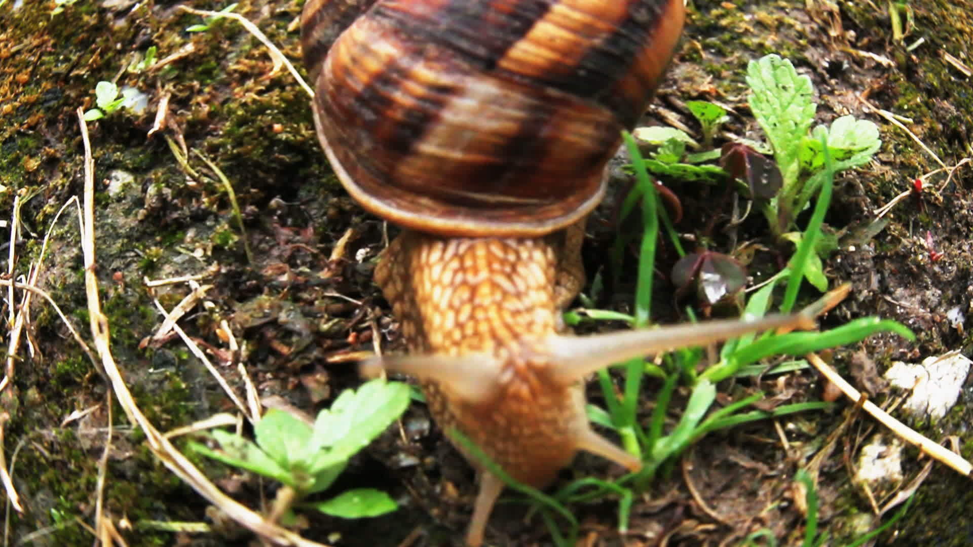 关闭草丛中的蜗牛hd视频的预览图