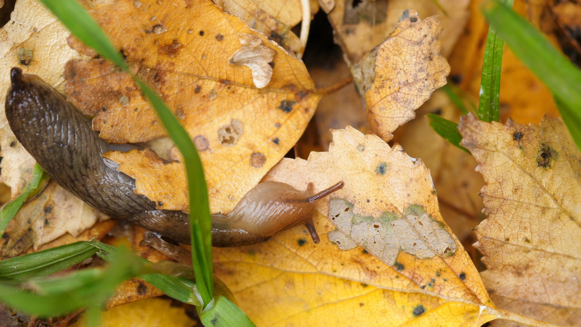 秋叶中的蜗牛没有贝壳视频的预览图