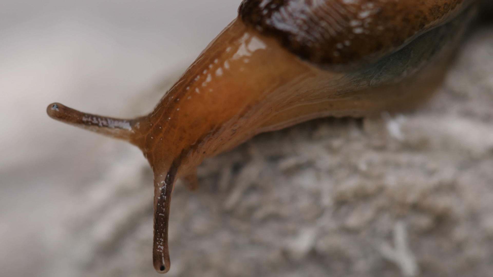 蜗牛的紧闭视频的预览图