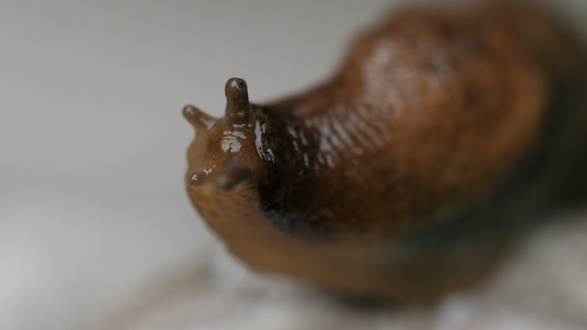 蜗牛的紧闭视频的预览图