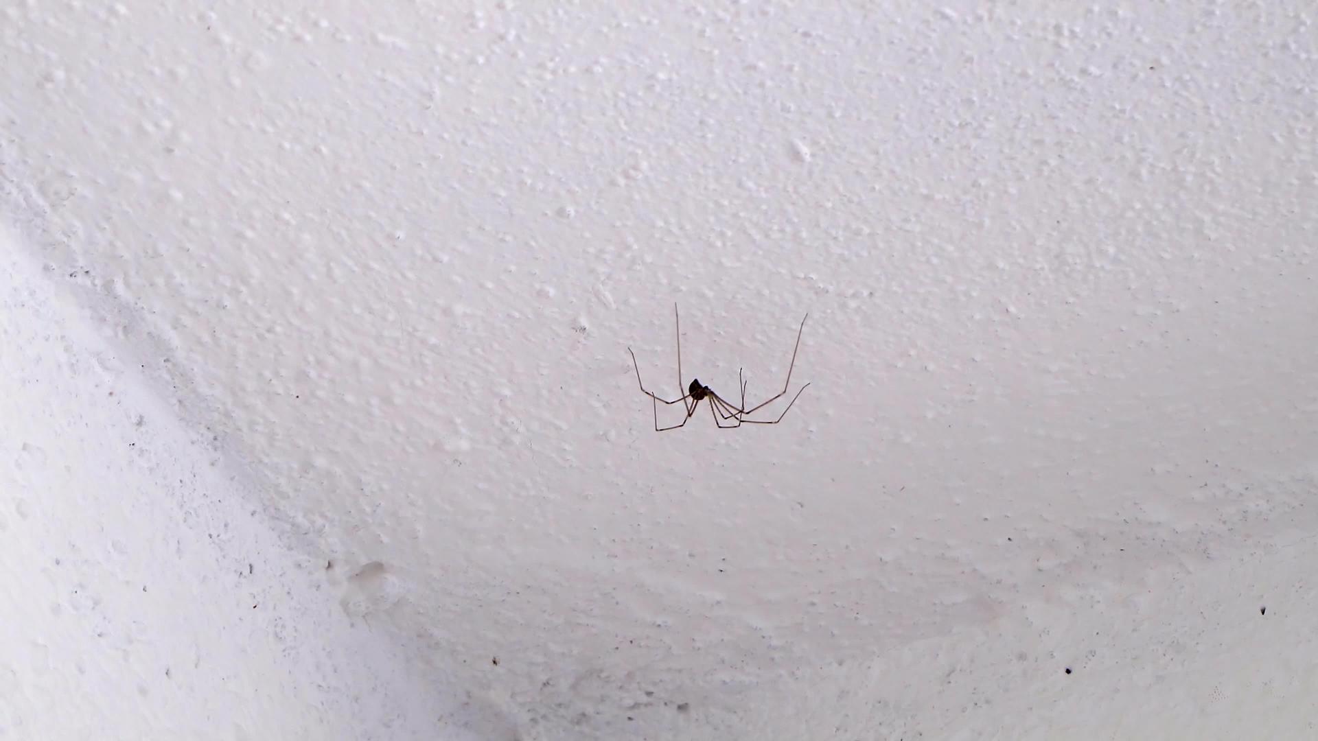 地窖蜘蛛在房间的天花板上带着鸡蛋视频的预览图