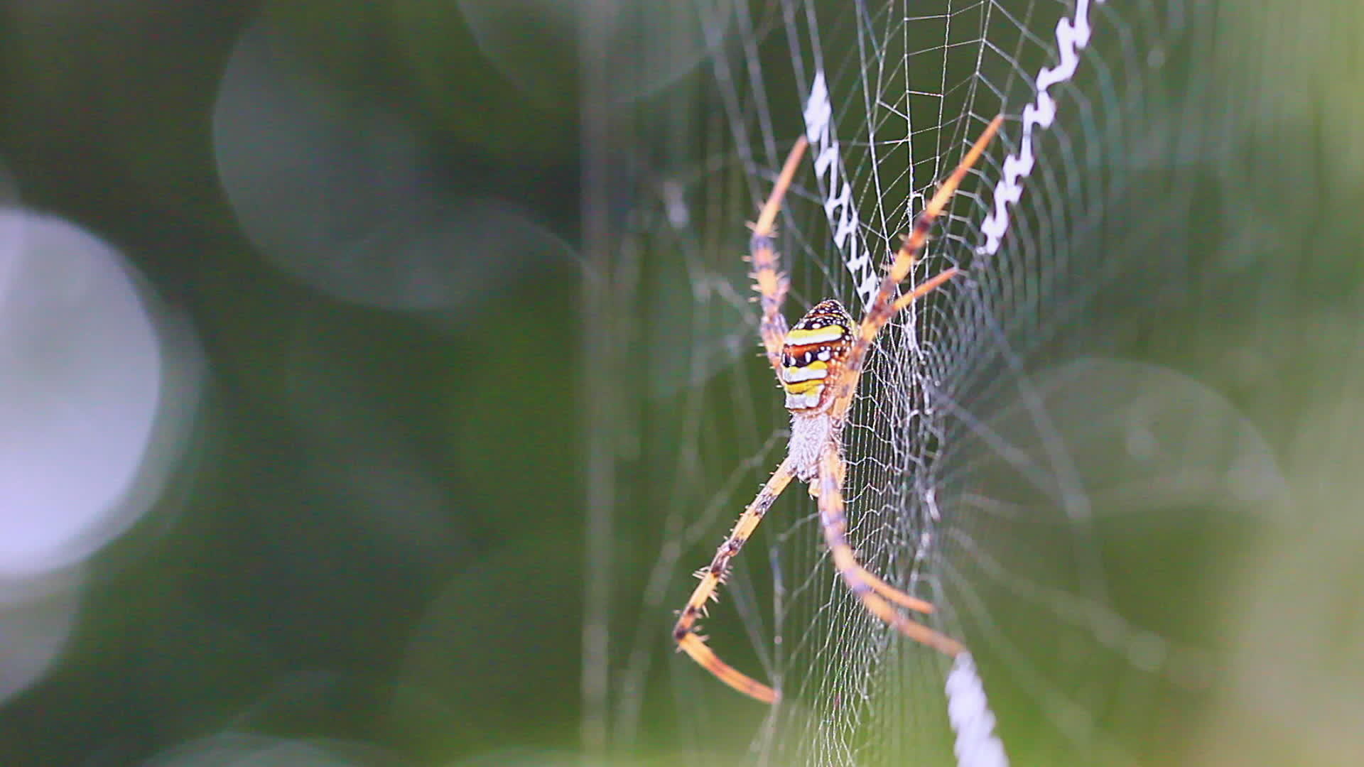 风吹或bweaver蜘蛛生活在蜘蛛网和布基背景中视频的预览图