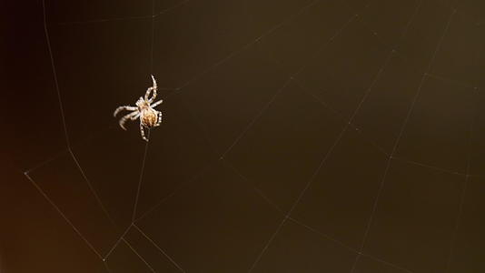 蜘蛛编织网络视频的预览图