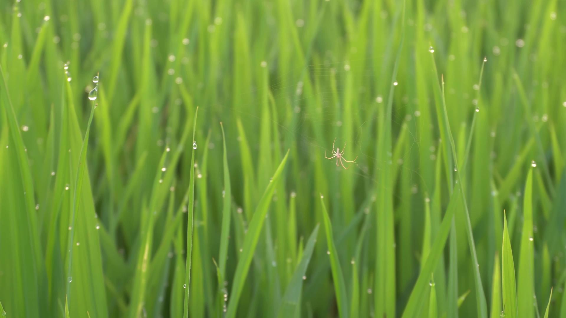 蜘蛛在稻田里露出水视频的预览图