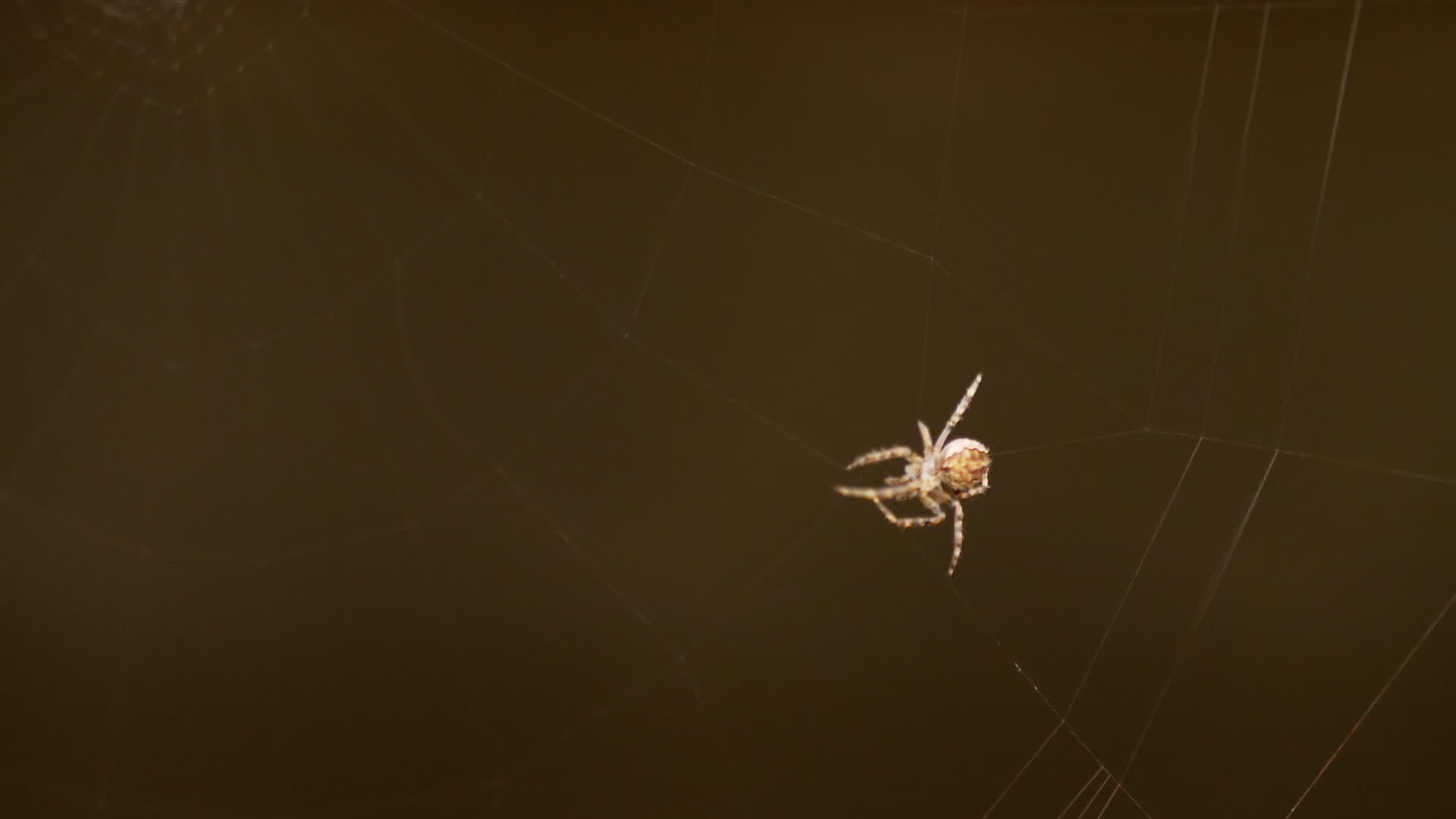蜘蛛编织网络视频的预览图