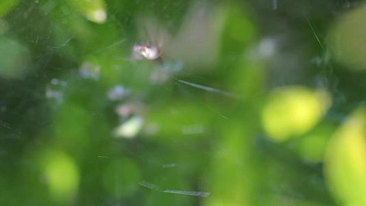 叶子上的小蜘蛛视频的预览图