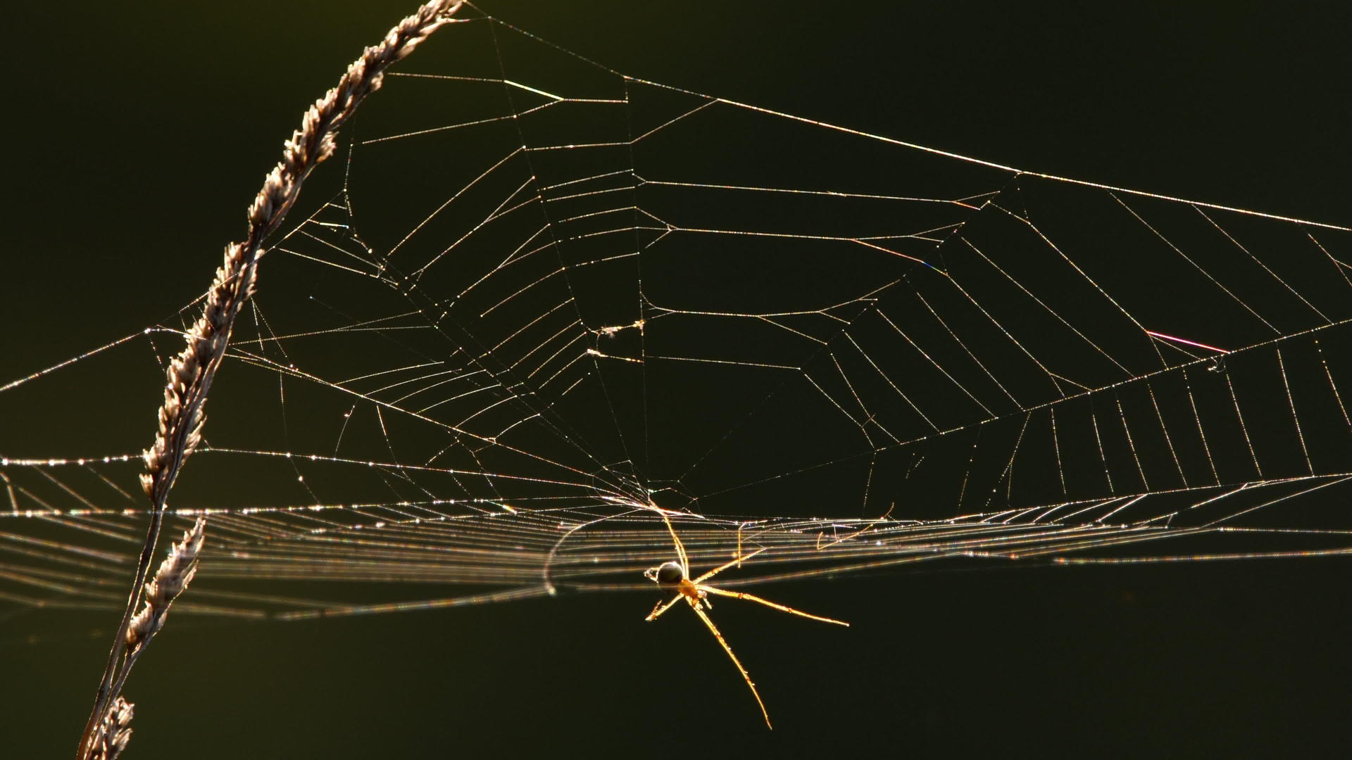 后光蜘蛛网视频的预览图