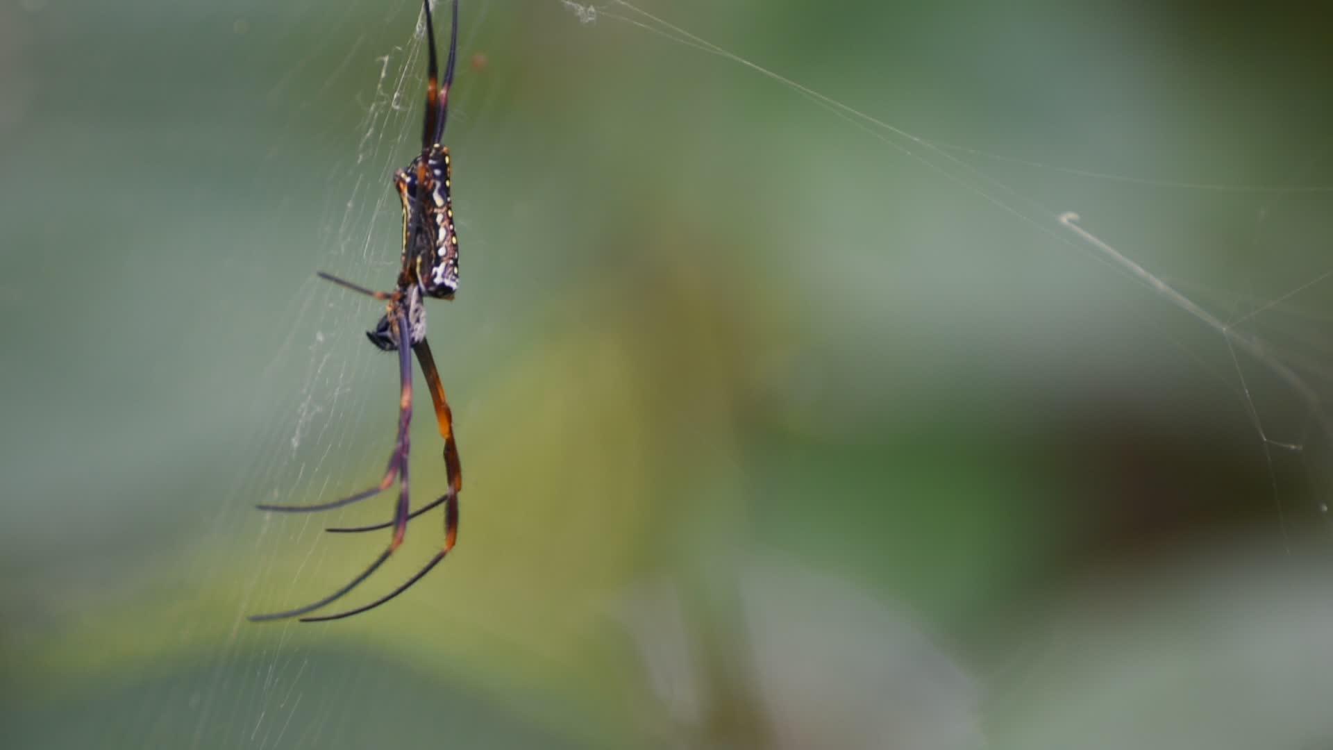 蜘蛛昆虫的视频的预览图