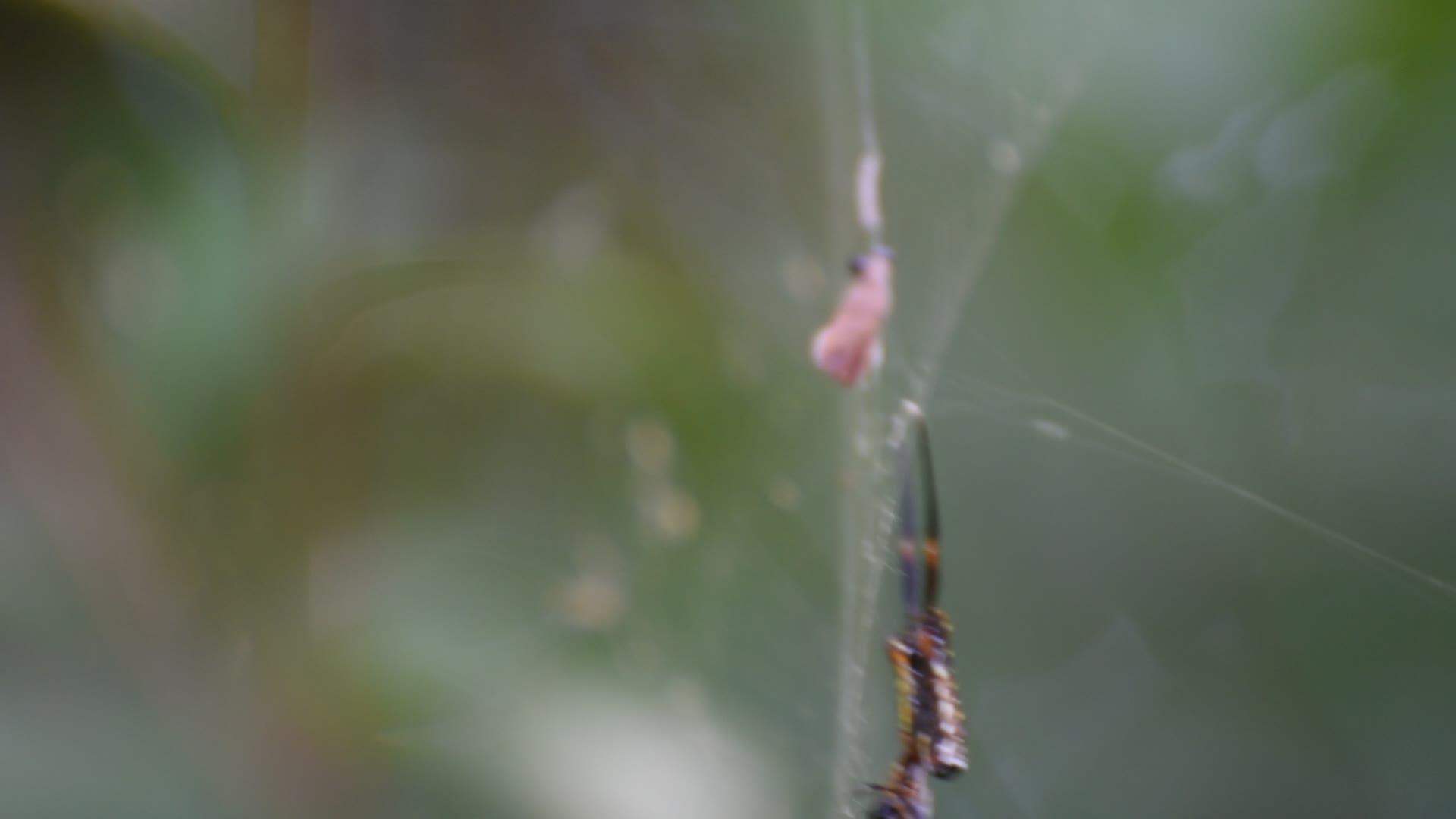 蜘蛛昆虫的视频的预览图