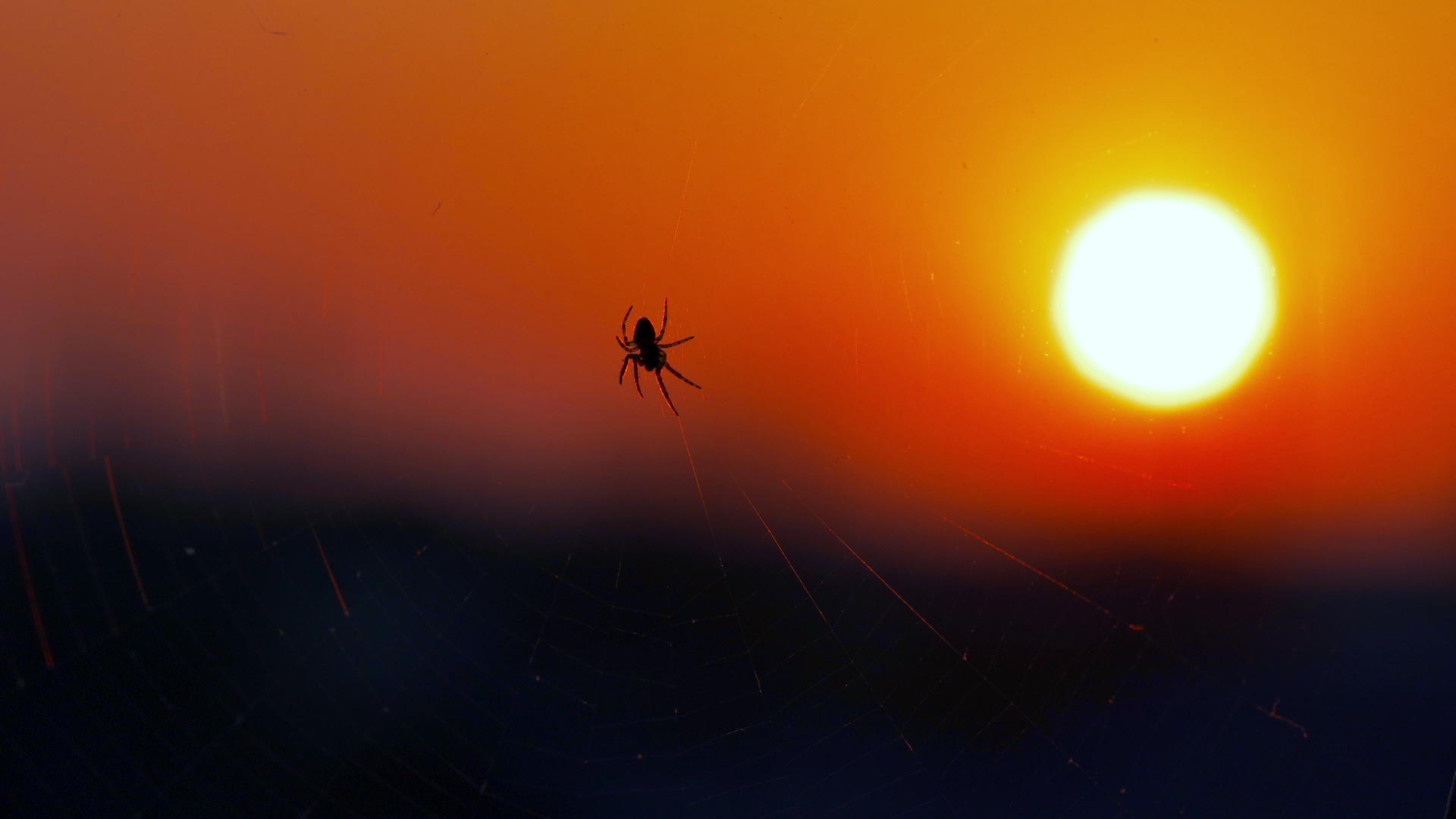 b日落时卷蜘蛛视频的预览图