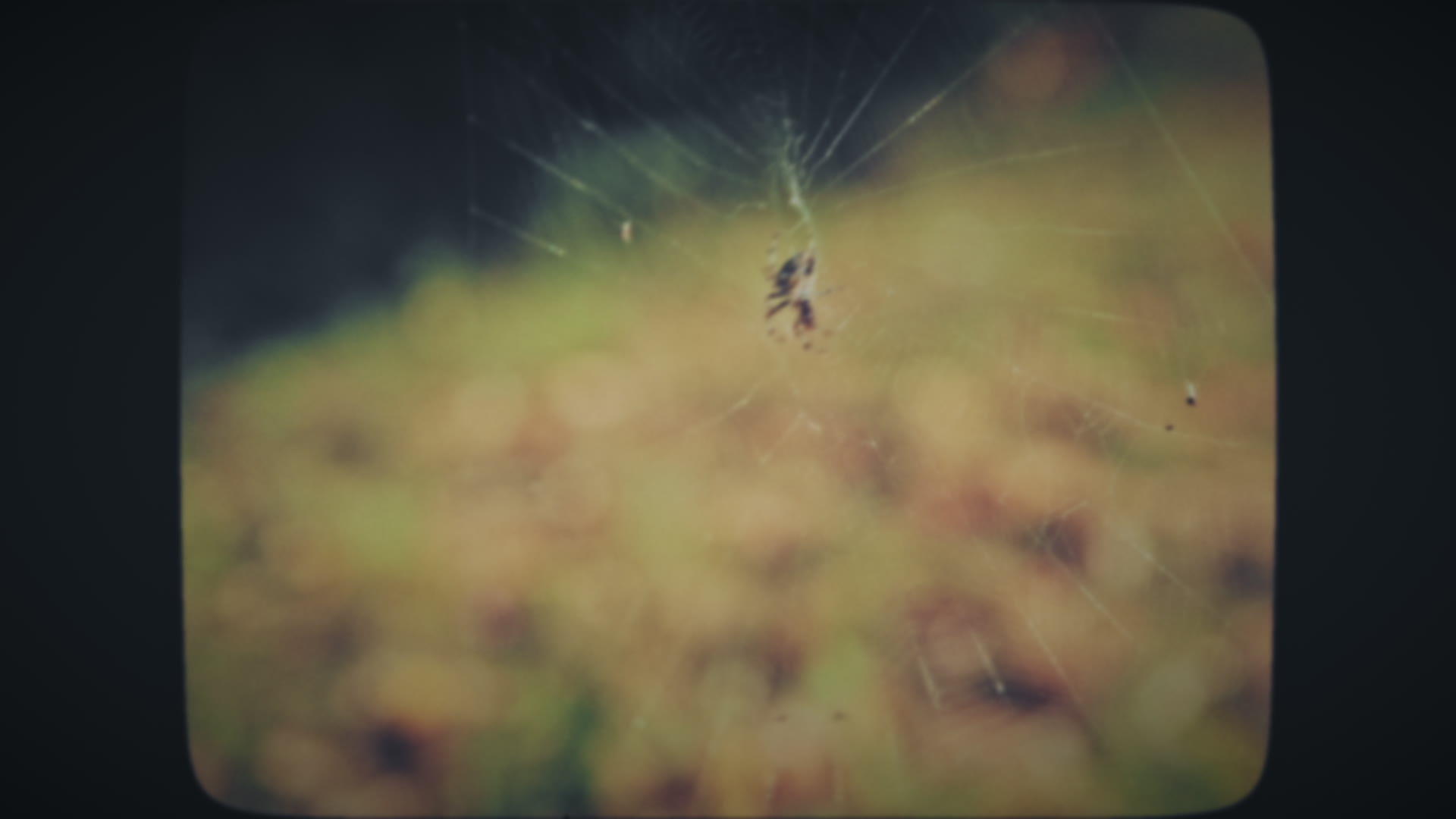 绿色背景蜘蛛网络上的蜘蛛蜘蛛视频的预览图