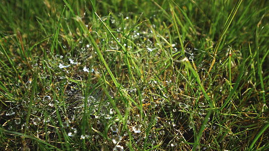 清晨的露水和蜘蛛网草地上的露水视频的预览图