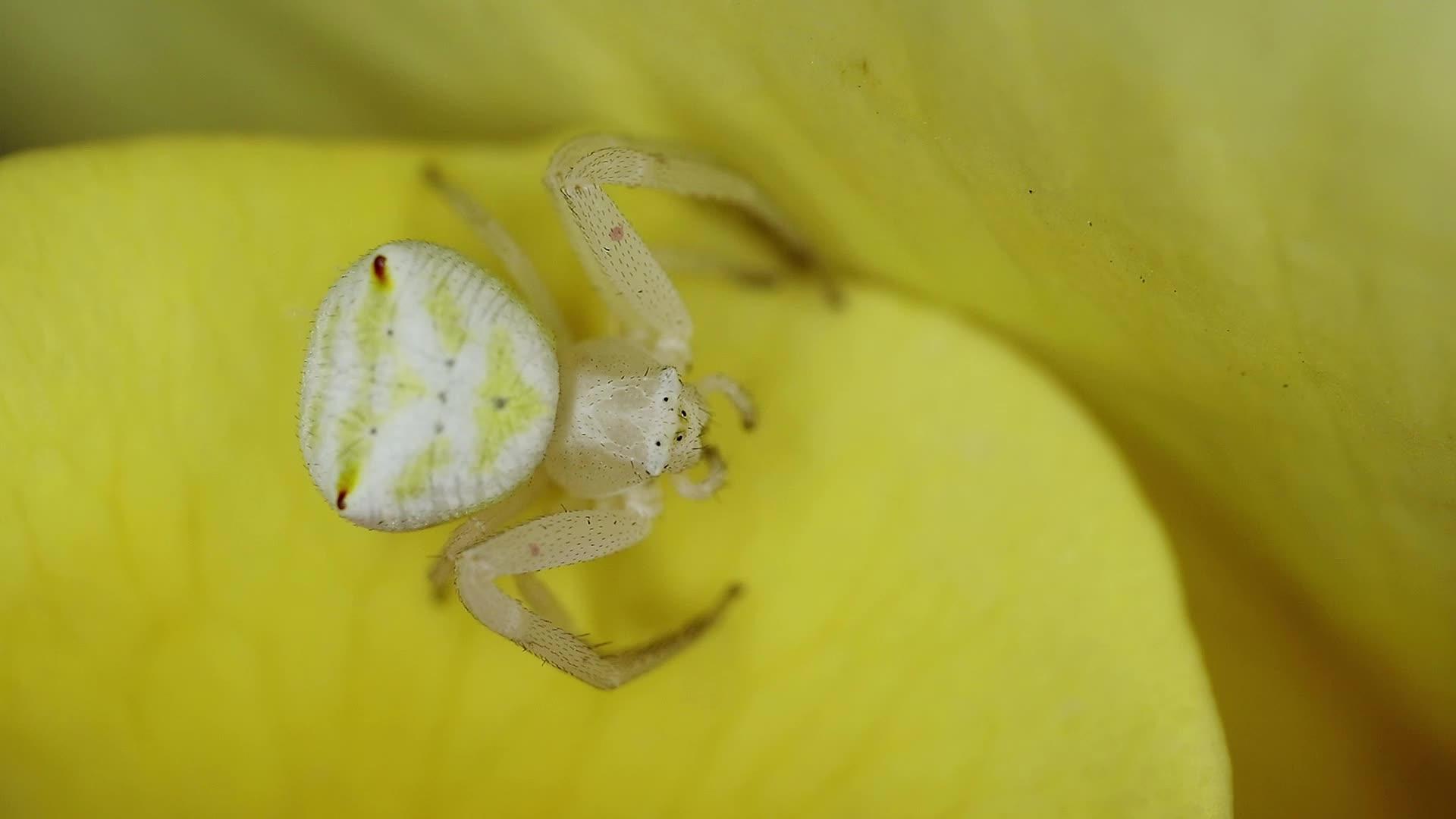 螃蟹蜘蛛在玫瑰花瓣上视频的预览图