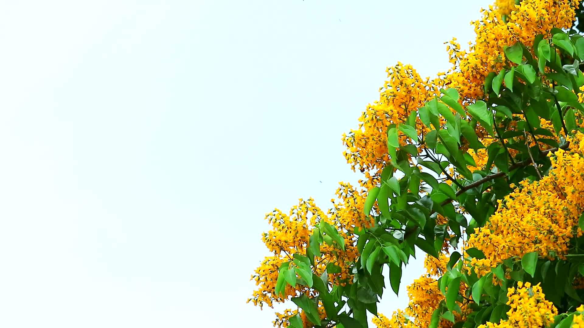 黄花在清风晴空中摇摆视频的预览图