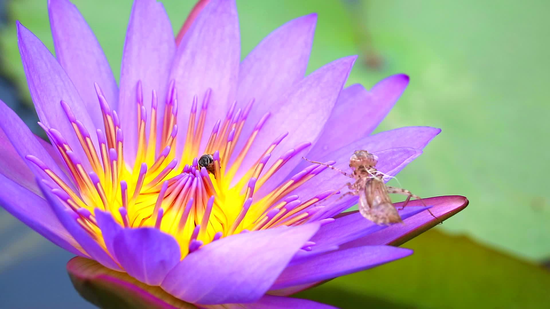 蜜蜂在池塘里的粉红色莲花花粉和昆虫污渍上发现了甜味视频的预览图