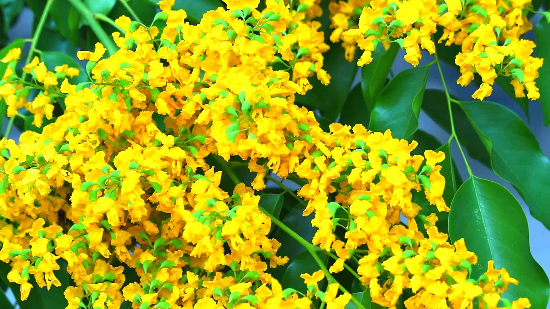 蜜蜂和burmaPadauk黄花开花视频的预览图