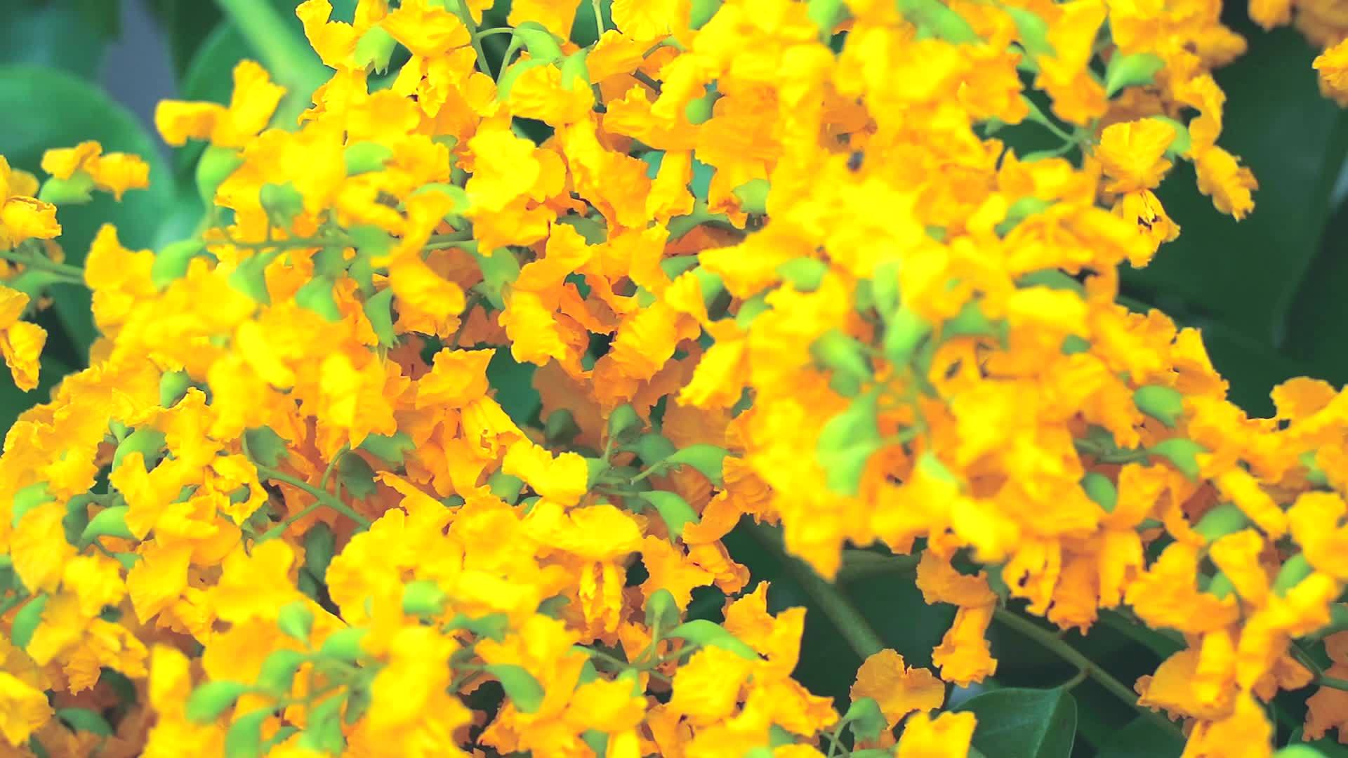 蜜蜂和burmaPadauk黄花花束视频的预览图