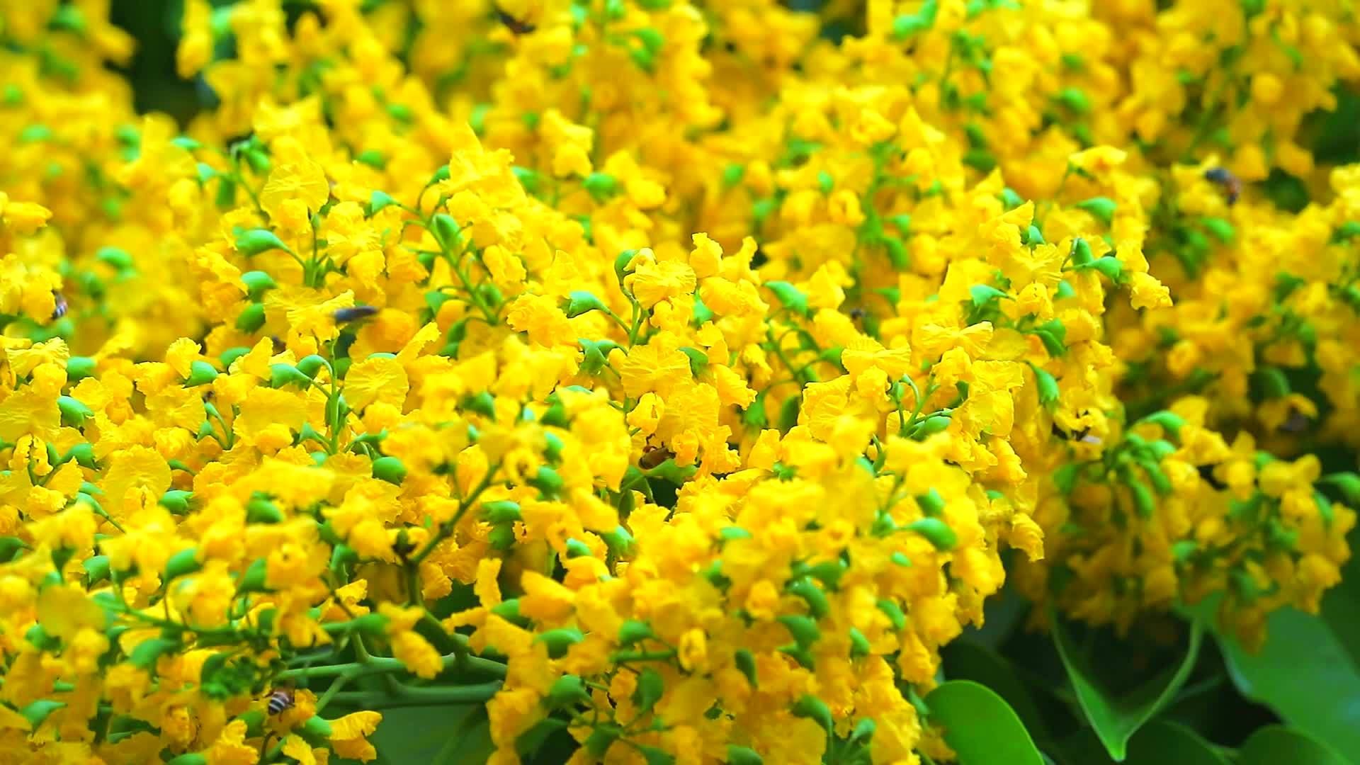蜜蜂和布丽玛帕多克花的黄花在花园里开花视频的预览图