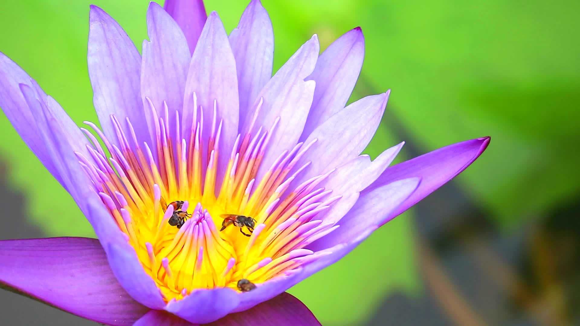 蜜蜂发现花园里淡粉色的莲花粉很甜视频的预览图
