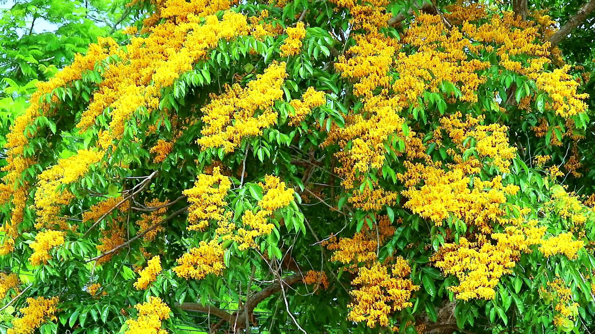 花园里盛开的黄色花朵视频的预览图