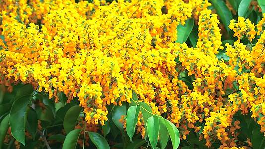 花园里开花的黄色花朵在花园里盛开视频的预览图